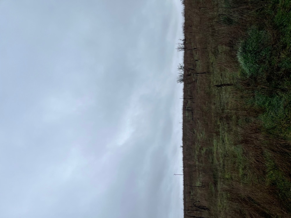 Земеделска земя - с. Казашка река, Варна – photo 7