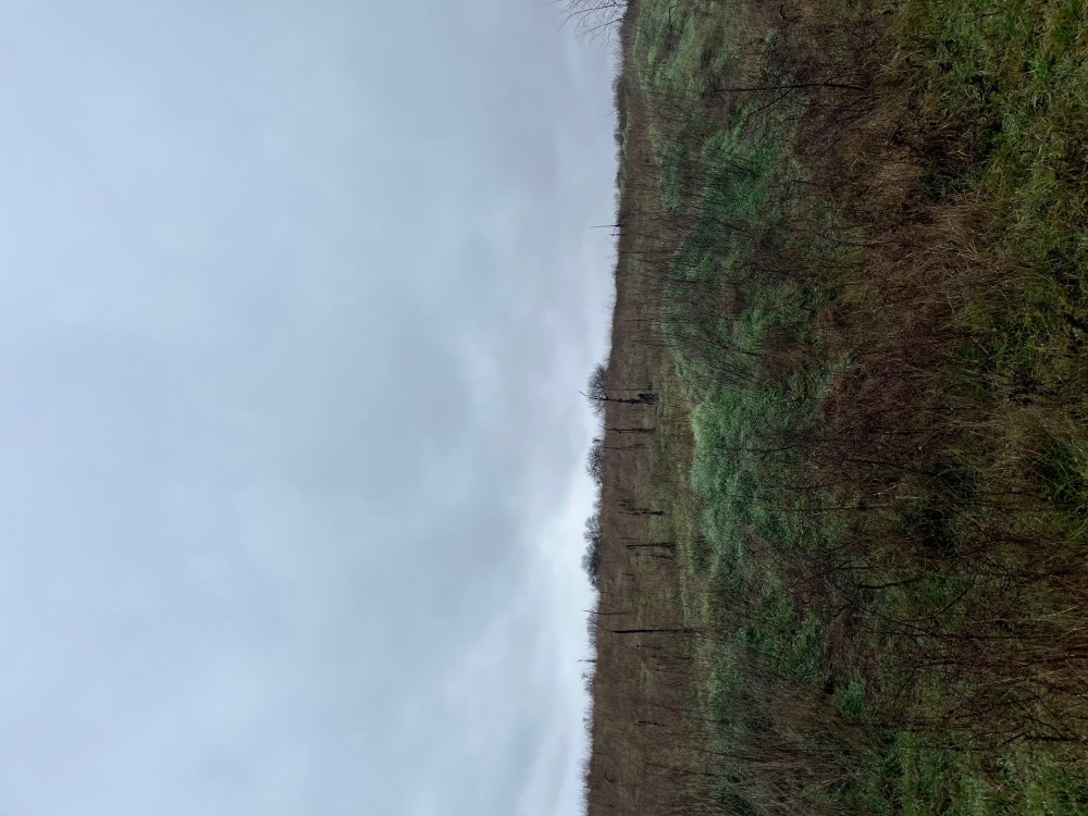 Земеделска земя - с. Казашка река, Варна – photo 6