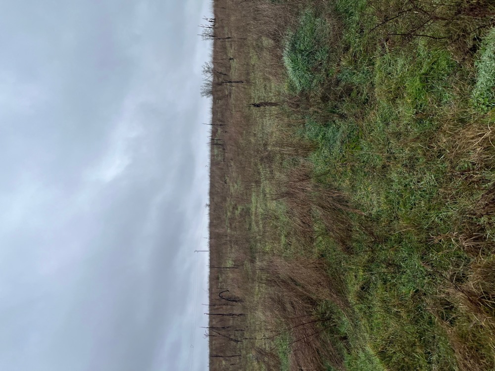 Земеделска земя - с. Казашка река, Варна – photo 4