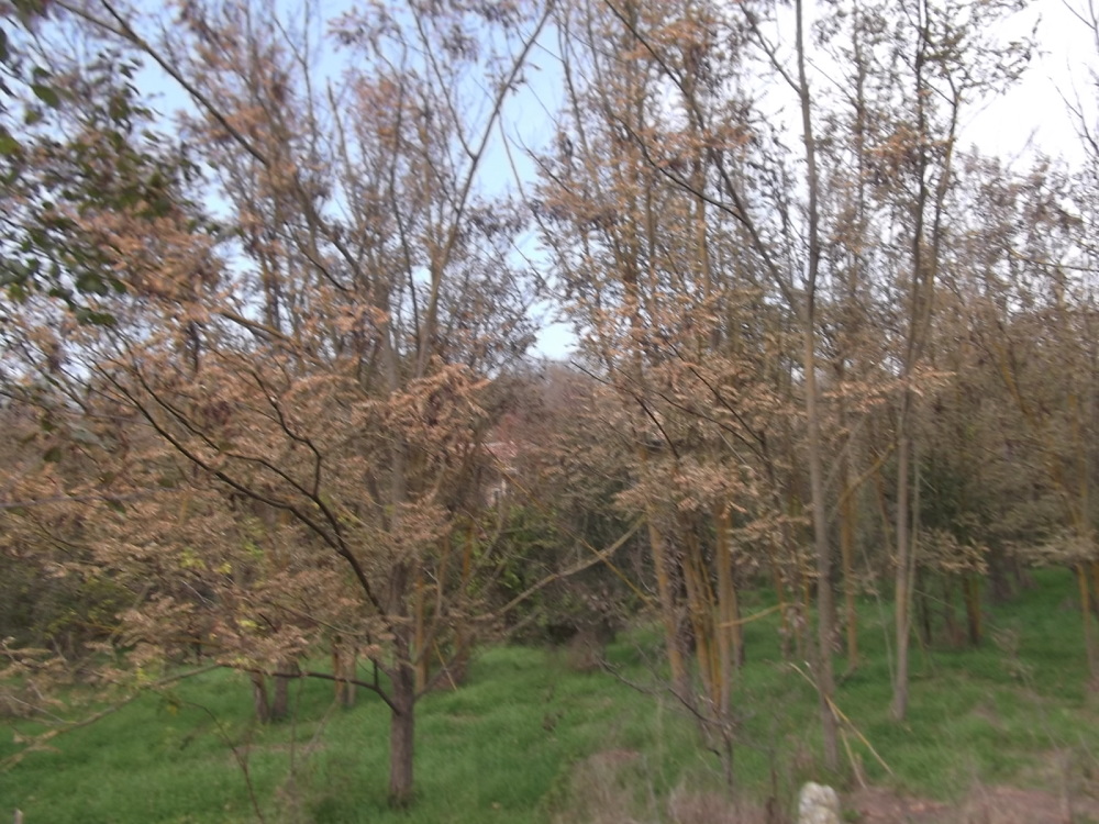 Парцел с къща - с. Красен, Добрич – ЧСИ – photo 4