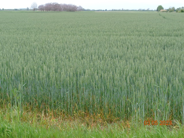 Земеделска земя - с. Труд, Пловдив – photo 5