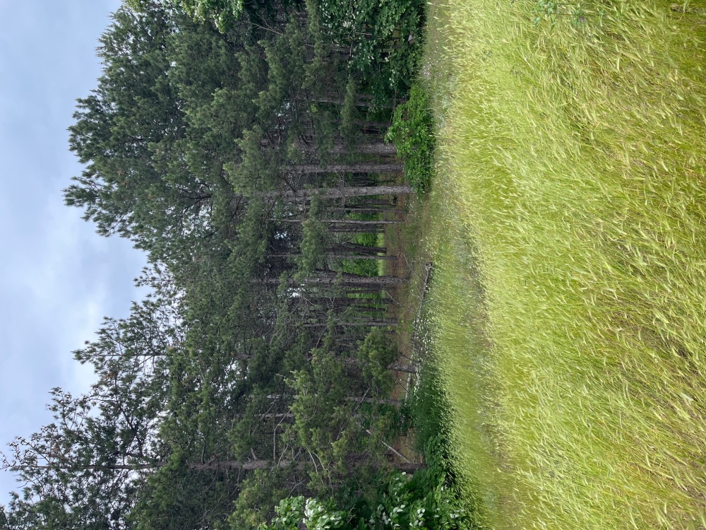 Земеделски имот - гр. Варна, Варна – ЧСИ – photo 7