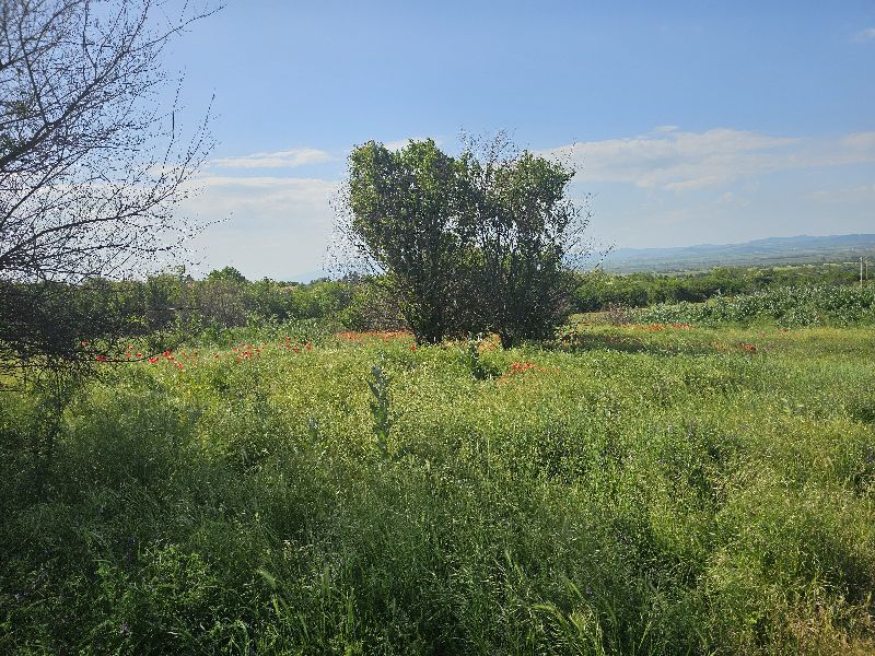 Земеделска земя - с. Богьовци, София окръг – ЧСИ – photo 3