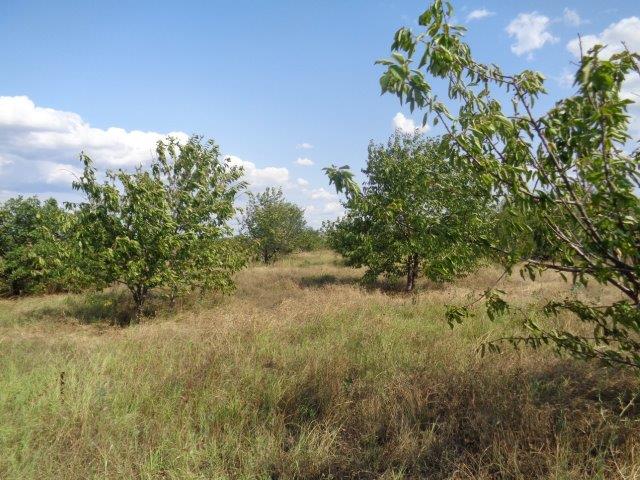 Земеделска земя - с. Виноградец, Пазарджик