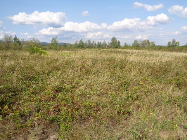 Земеделска земя - с. Виноградец, Пазарджик – photo 3